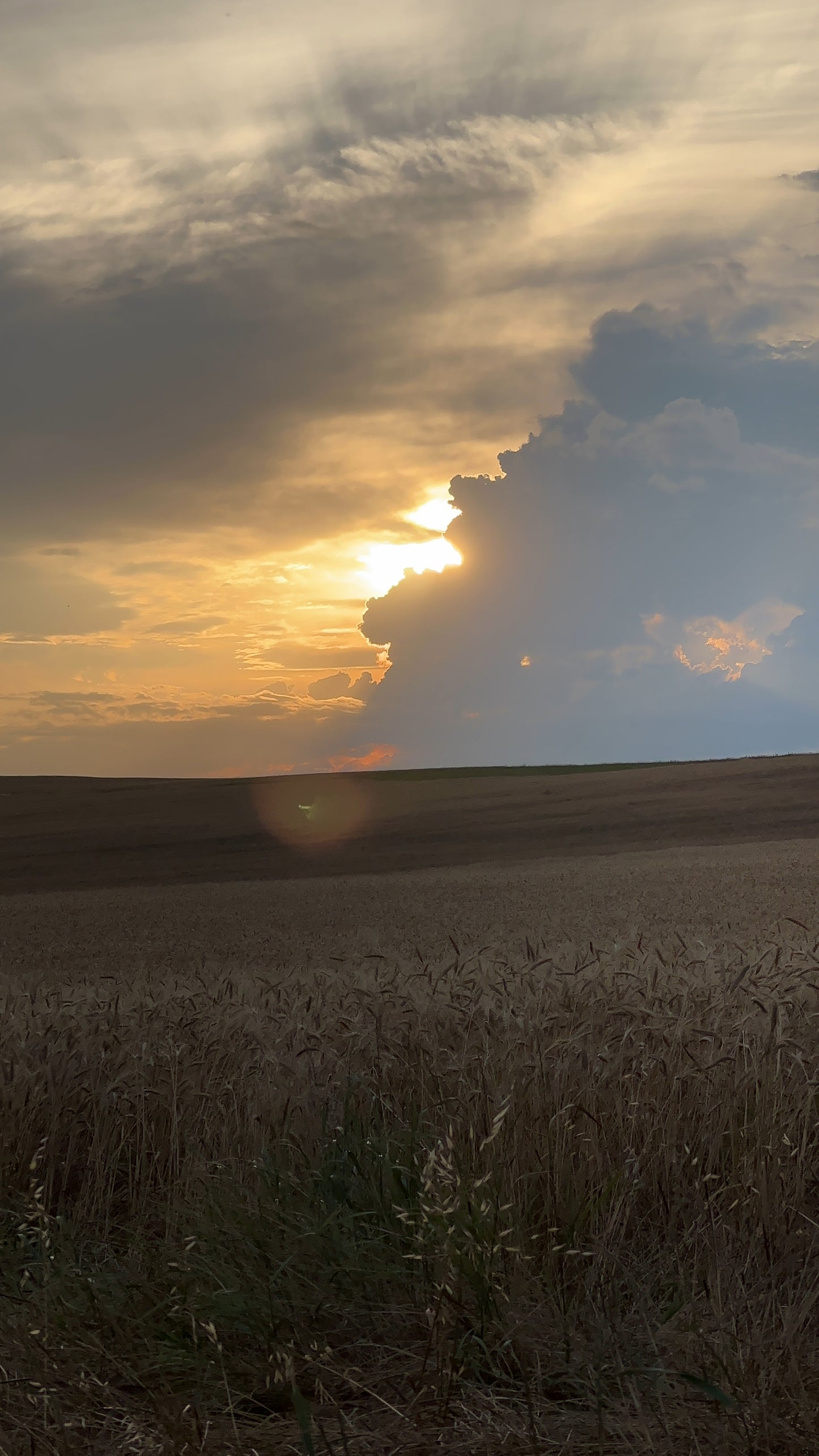 Sunflowers & Rye