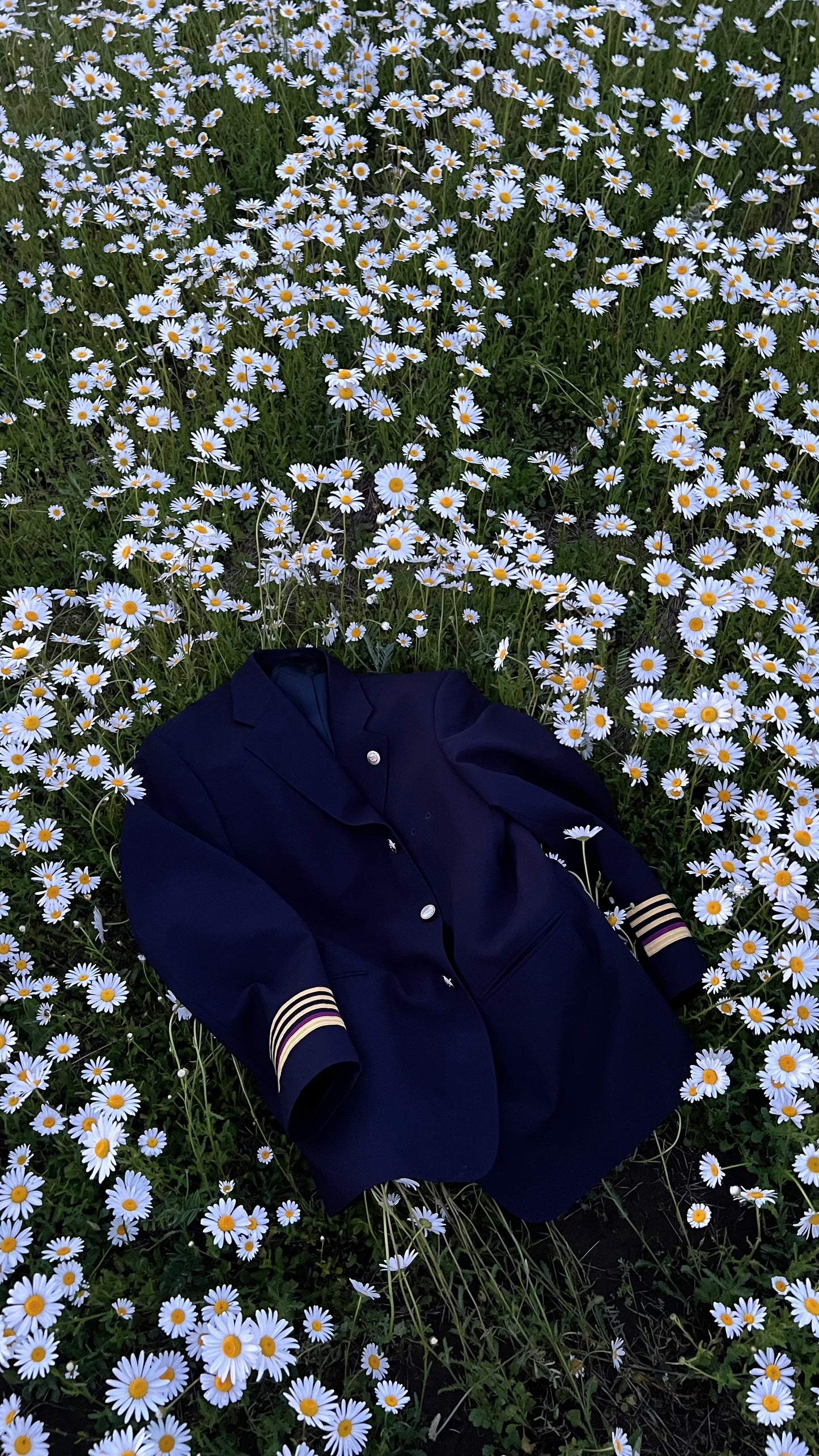 Daisy Fields