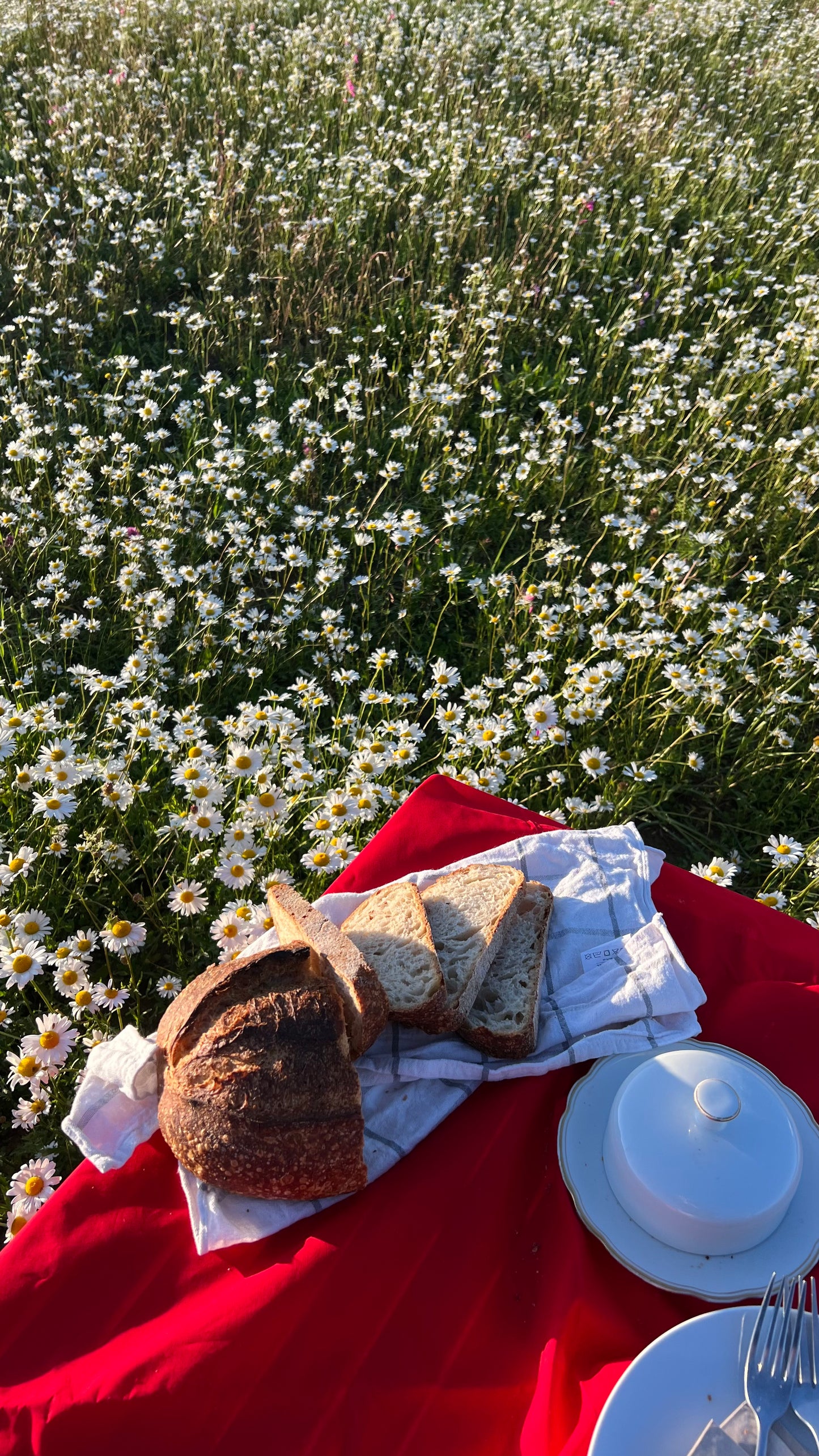 Daisy Fields