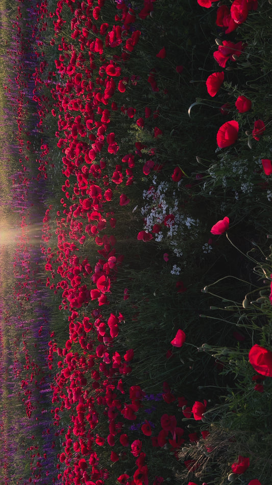 Poppy Fields
