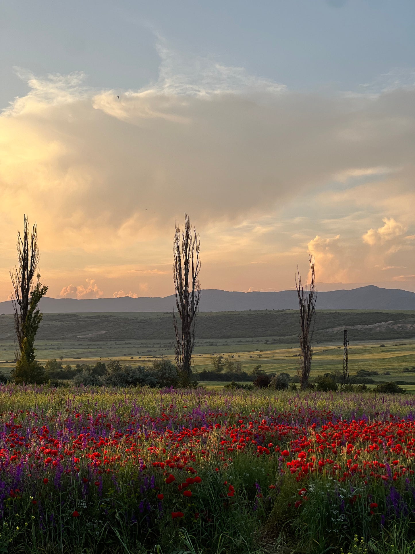 Poppy Fields