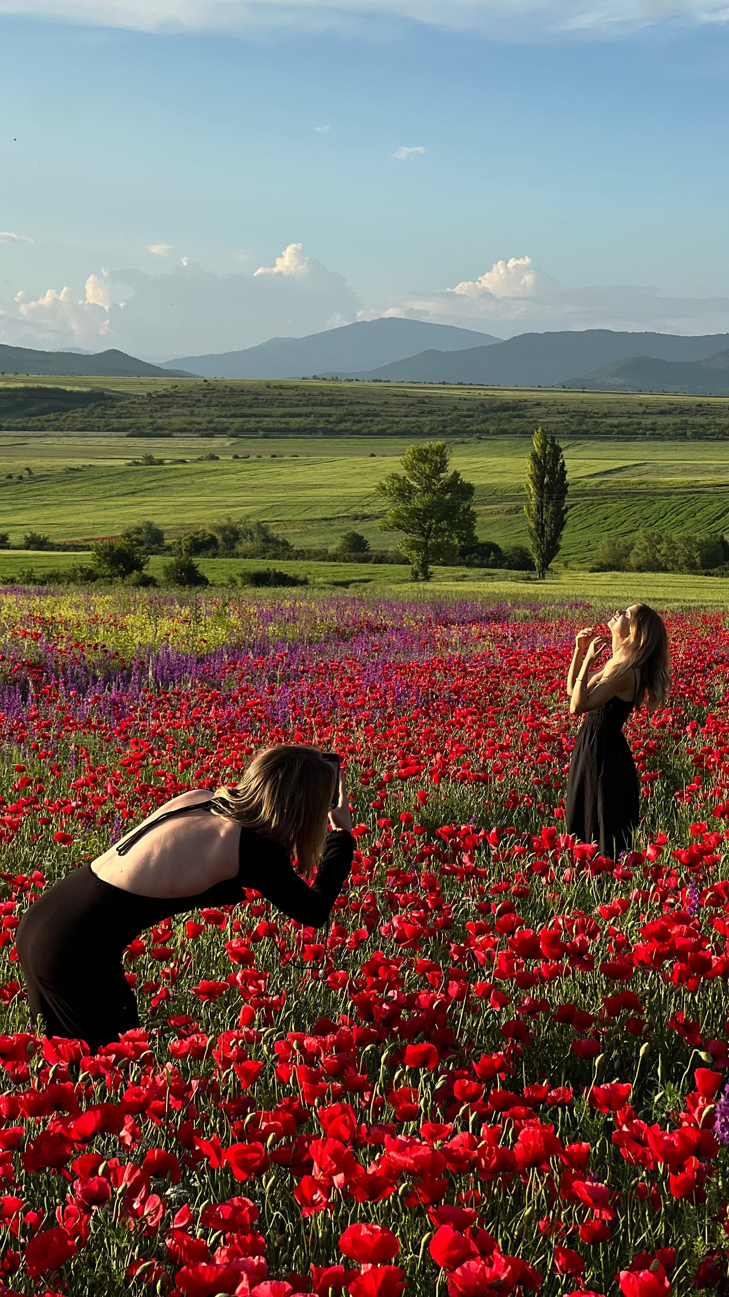 Poppy Fields